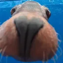 _jaku