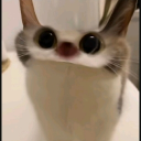 avatar 𝙳𝟺𝚇𝟸𝚅