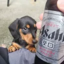 xiuh