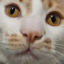 niftys