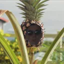 mvdderechte