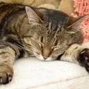 a_cat.
