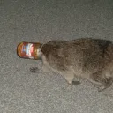 raccooneggs