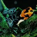 spinogl