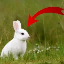 itsarabbit