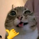 gazabowow
