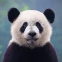 pandadouteux