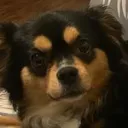 onmimations