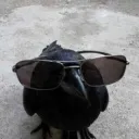 dirsherm