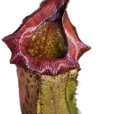 exefelix