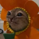 flappynoodle