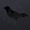 npc__crow