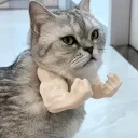 fatcat380
