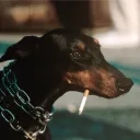 Samsara's Avatar