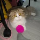 mysticalowleldritch
