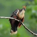 .hoatzin