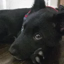 bdz