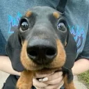 partdoggo