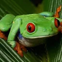 imortalfrog