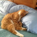 skylarkin.#4094's avatar