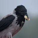 tearexu
