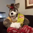 nocturnuswolfe