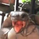 oogway_wise