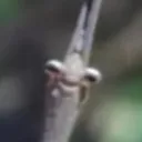 opalar