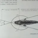 _crane_crane_crane_
