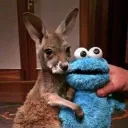 coolkangaroo