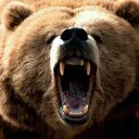 bear00895