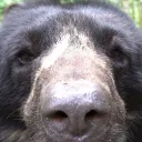beargirlmedia