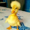 duckthepato