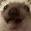 zandorx