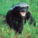 deathhoneybadger