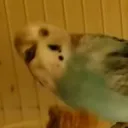 maxwellhu