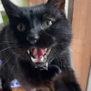 blackcatmaxy