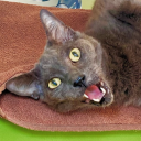 lynkwastaken#7787's avatar