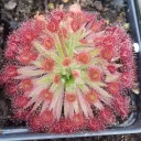 johnscarnivorousplants