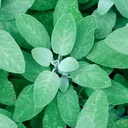 sage905