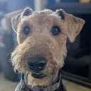 derpcheezus