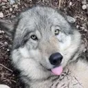 four.wolves