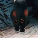 foxdog2