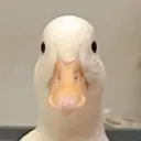 Duck's Avatar