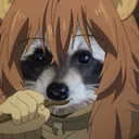 arealracoon