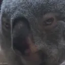 slickadelaphante