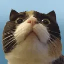 twilafish