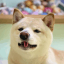 maitakeshiba