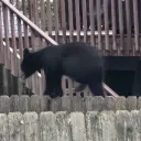 beartasticpants