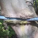 sylverscale